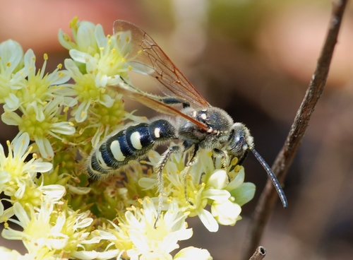 Six-spotted Scoliid Wasp