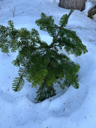 Abies amabilis