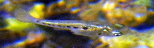Porthole livebearer (Poeciliopsis gracilis) — Poeciliidae