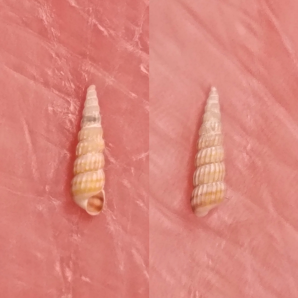 Turbonilla kuraenohamana