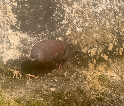 Speckled Pigeon (Columba guinea), photo 5
