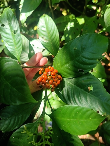 Palicourea racemosa, photograph 4