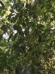 Diospyros lancifolia