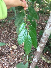 Diospyros lancifolia