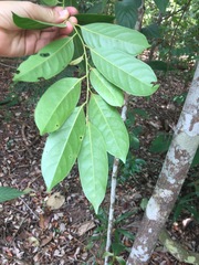 Diospyros lancifolia