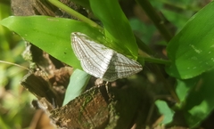 Scopula opicata