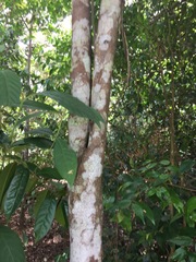 Diospyros lancifolia