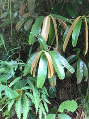 Calophyllum lanigerum