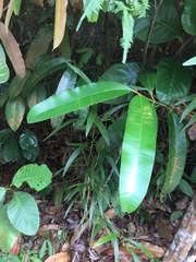 Calophyllum lanigerum