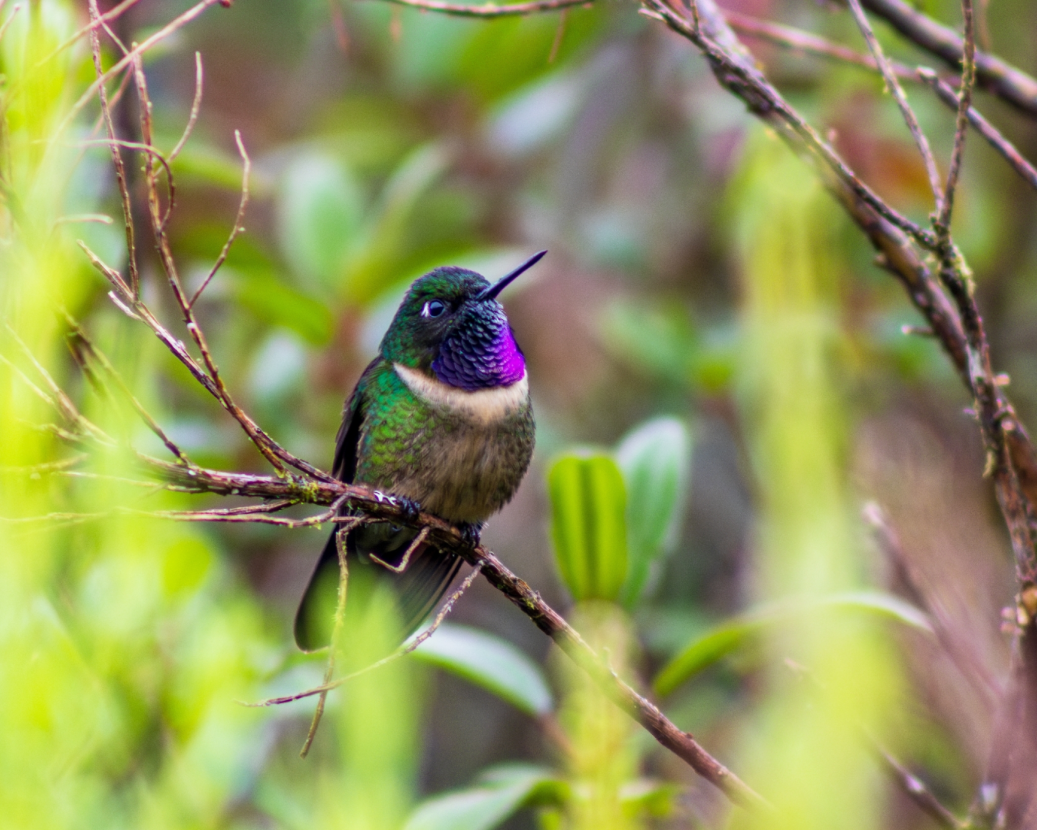 Amethyst-throated Sunangel (Heliangelus amethysticollis), photo 1