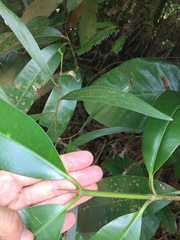 Calophyllum lanigerum