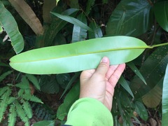 Calophyllum lanigerum