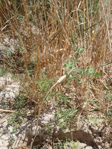 Turgenia latifolia, photograph 4