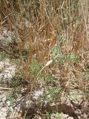 Turgenia latifolia, photograph (c) G'ofurova Gulxayo, some rights reserved (CC BY)