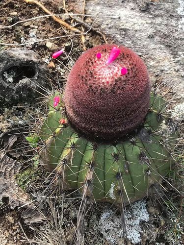 Melocactus ernestii