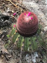 Melocactus ernestii