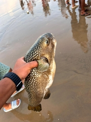 Milkspotted Puffer photo 1