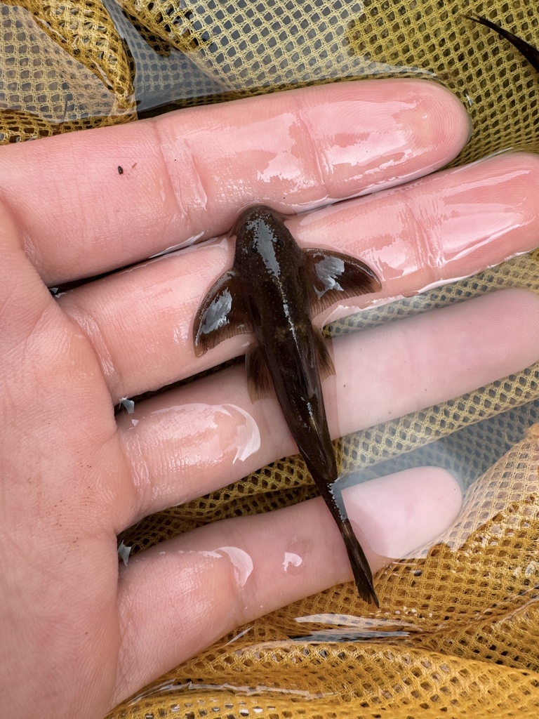 Pseudecheneis brachyura