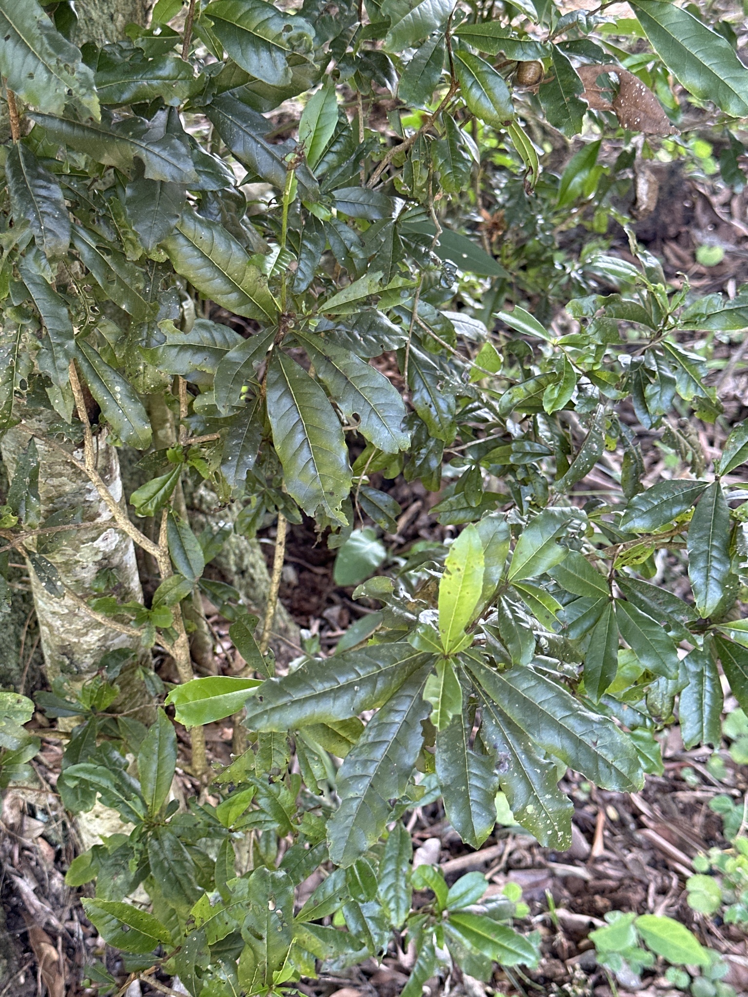 Cordia Americana (Cordia americana)
