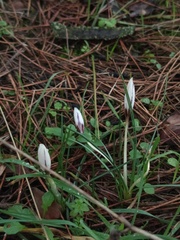 Crocus fleischeri, photograph (c) Umut Nuri Erdoğan, some rights reserved (CC BY)