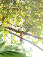 Cacomantis variolosus sepulcralis