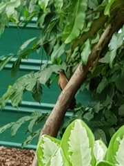 Cacomantis variolosus sepulcralis