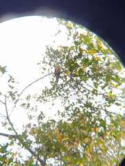 Cacomantis variolosus sepulcralis