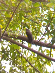 Cacomantis variolosus sepulcralis