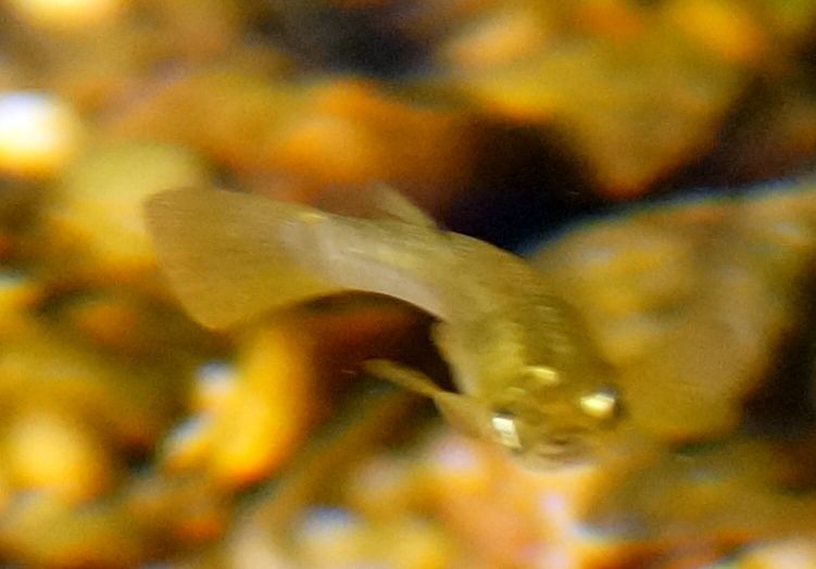 San Jeronimo Livebearer photo 4