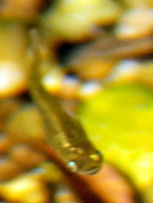 San Jeronimo Livebearer photo 2