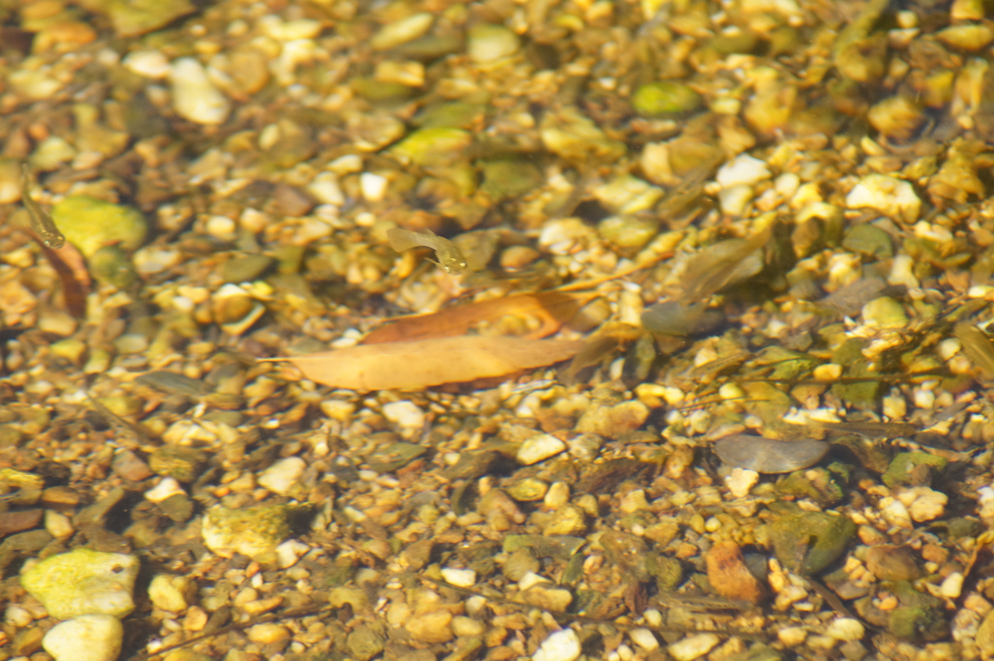 San Jeronimo Livebearer photo 3