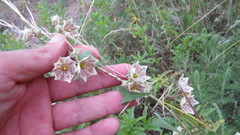 Philibertia gilliesii