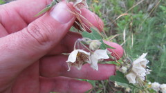 Philibertia gilliesii
