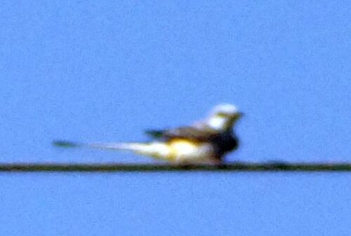Scissor-tailed Flycatcher (Tyrannus forficatus), photo 7