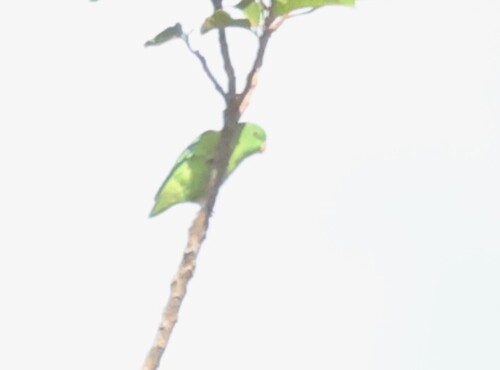 Riparian Parrotlet (Forpus crassirostris), photo 8