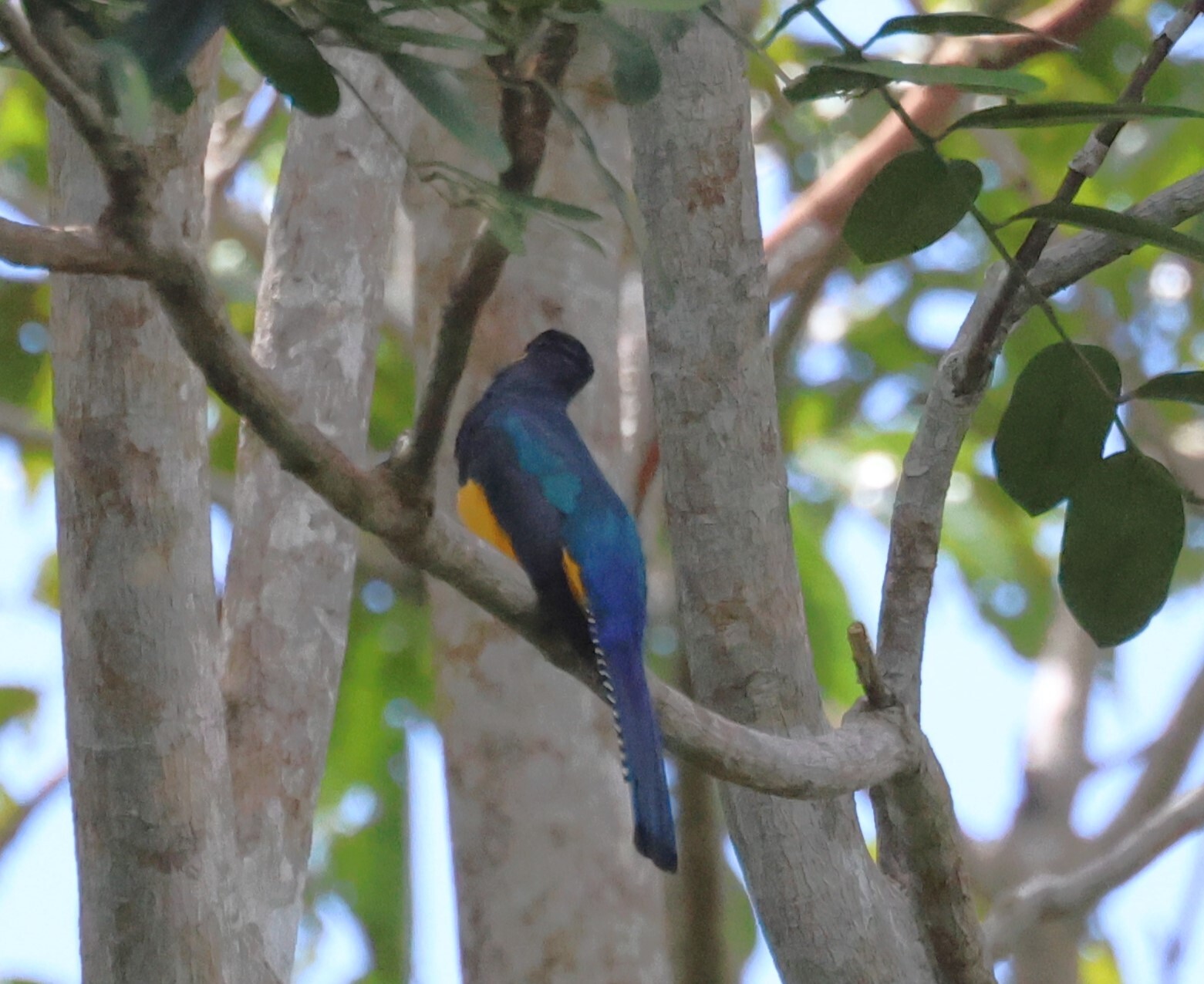 Amazonian Trogon (Trogon ramonianus), photo 3