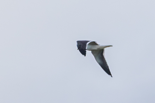 Avistamiento Gaviota Dorsinegra Menor