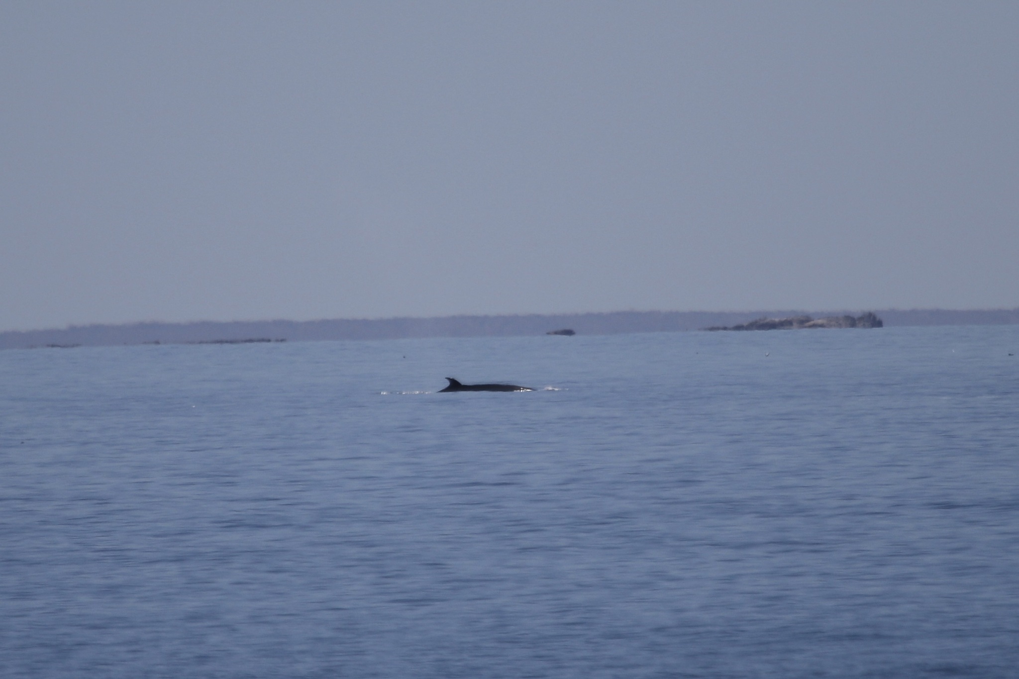 Balaenoptera borealis
