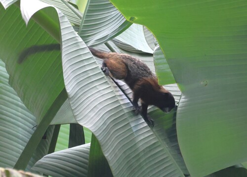 Lesson's Saddle-back Tamarin