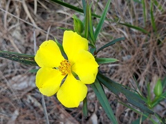 Hibbertia longifolia