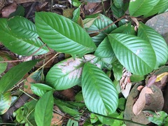 Tetracera