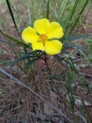 Hibbertia longifolia