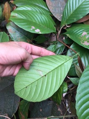Tetracera