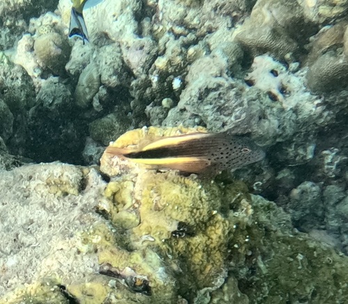 Freckled Hawkfish — seen at this dive site
