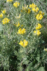 Chamaecytisus austriacus