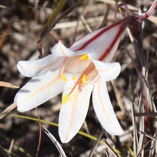 Grassveld Firelily (Cyrtanthus loddigesianus)