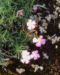 Mandevilla tenuifolia