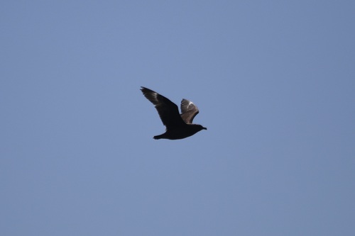 Brown Skua (Stercorarius antarcticus)