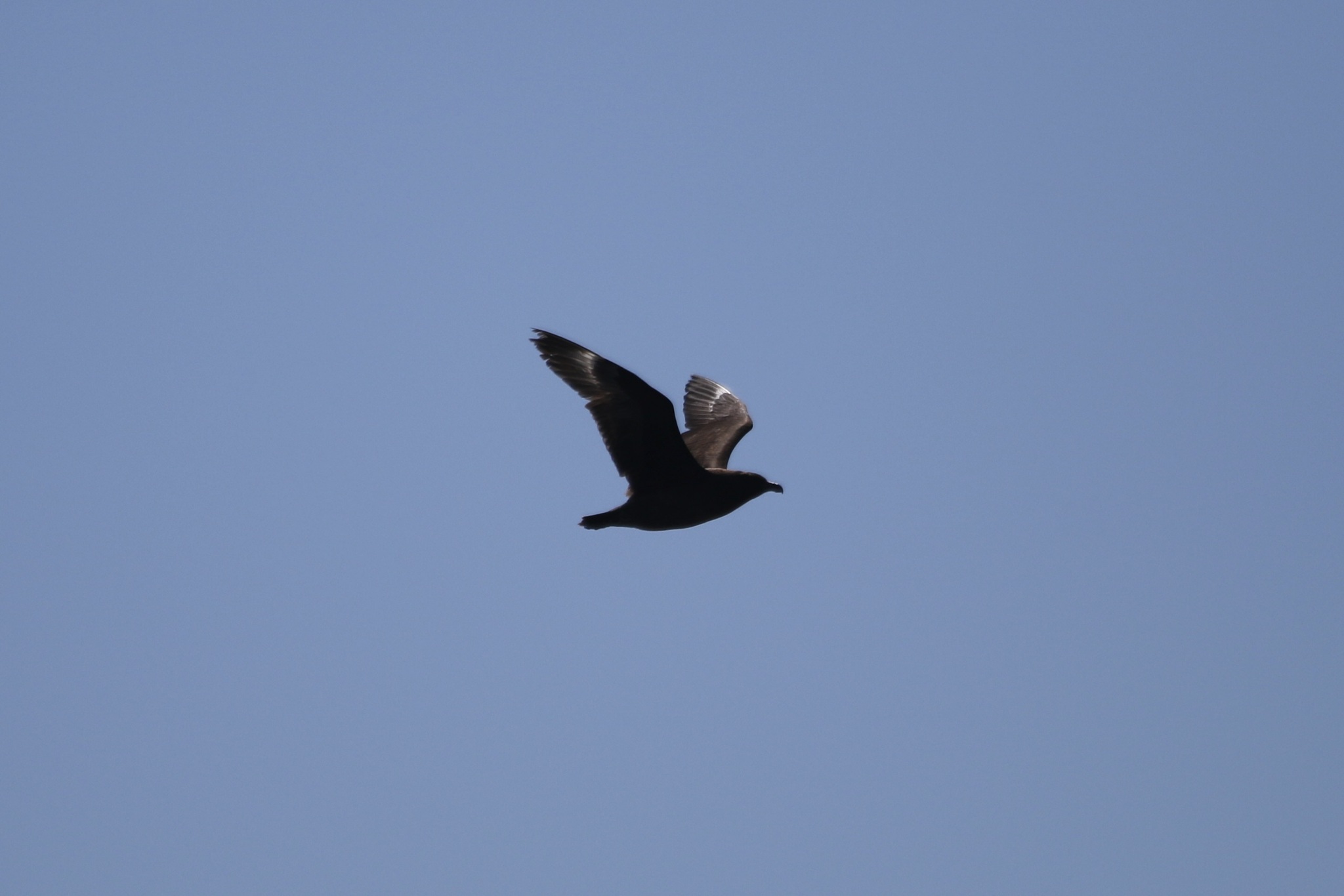 Brown Skua (Stercorarius antarcticus), photo 1