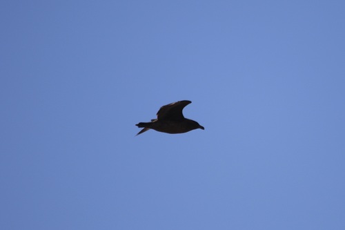 Brown Skua (Stercorarius antarcticus), photo 2